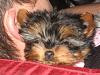 My new baby Lexie!!-yorkietalk2.jpg
