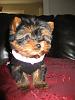 My new baby Lexie!!-yorkietalk3.jpg