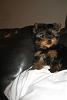 My new baby Lexie!!-yorkietalk4.jpg