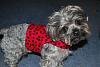 Kikki mei is waiting for her date to the valentines ball-jax-red-paw-print-vest-connie.jpg