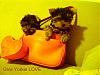Valentine's Love-give-yorkie-love.jpg