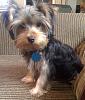 My first yorkie..Charilie 19 weeks-photo-2-.jpg