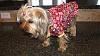Murph & Chelsea in their new jammies!!!-chelsea2.jpg