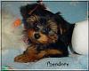 The Chipmunks are 11 weeks old!!-theodore-10-weeks-01.jpg
