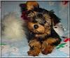 The Chipmunks are 11 weeks old!!-theodore-10-weeks-04.jpg