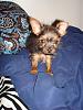 Joey-dsc01325.jpg