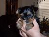 Jasmine my new furbaby-007-1-.jpg