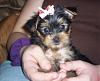 Jasmine my new furbaby-jazzy-.jpg