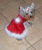 Tinkerbell's Christmas Picture-xmastink.jpg