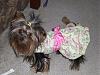 Pictures of kikki in her birthday dress-kikkis-birthday20091yrold-016.jpg