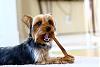 Boy + bully stick = heaven-3264534238_97c2771e7e_b.jpg