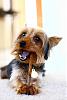 Boy + bully stick = heaven-3264535664_9d025c58fb_b.jpg