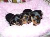 Come See My Adorable New Baby Yorkie Pics!-p1040565.jpg