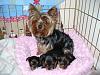 Come See My Adorable New Baby Yorkie Pics!-p1040562.jpg