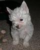 White Yorkie Puppy-cimg1433.jpg
