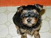 We have a new addition to our yorkie family-p1010028.jpg