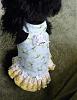 Penelope in her new dress!-mynewtdress.jpg