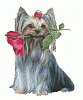 Announcing! Dexter & Kikki Mei for the Valentines Ball!-yorkie1-1.gif