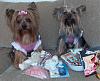 Maddie and Libby's big surprise!-hpim4820.jpg