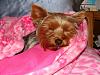 Snoozing with a Snooze Sack...-dsc02255-600-x-450-.jpg