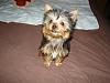 My new pup Bender-n26719861_38778503_3524.jpg