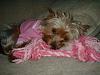 It's a dog's life! Twinkle takes a nap-001-2.jpg