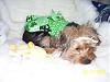 Prada's first St. Patty's day photo shoot...-picture008-9.jpg