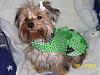 Prada's first St. Patty's day photo shoot...-picture004-9.jpg