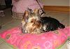 Kissing Lips & A New Bed (that Mommy made me!)-zoesnewbed_03-1.jpg