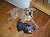 My Yorkie & Boxer-Lab-057.jpg
