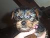 Our Little Annie-100_0607-medium-.jpg