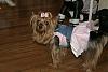 Lacy and Rylie at the Yorkie Meetup this weekend-pawty-palace18.jpg