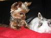 Beanie and her new bunny!-bb-bunny-3.jpg