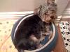 I'm a teacup yorkie aren't I???-photo-1-.jpg