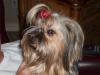 Been to the Beauty Shop!-gracie-before-after-010-600-x-450-.jpg