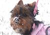 Sophie in the snow-100_2049-1.jpg