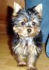 Here is our Yorkie-baxter-4-11-05-web.jpg