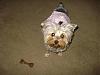 New pics of Bella and her birthday gifts-mynewbone.jpg