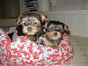 Post Your FAVORITE Pictures of Your Babies Here!-puppies-13009-042.jpg