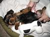 odie as a puppy-misc3021.jpg