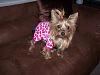 Lily in her new Go Fetch PJ's-lily-pj.jpg