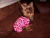 Lily in her new Go Fetch PJ's-lily-pj-3.jpg