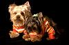 Jackson and Shelby in their Target Jammies-h.jpg