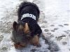 Pipek's First Snow-100_0733x.jpg