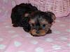 Libbie is 3 weeks old now-libbie5weeksold.jpg
