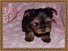 Libbie is 3 weeks old now-libbie7weeksold.jpg