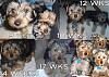 Yorkies growing up!-jacksongrowup.jpg