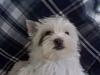 White Yorkie Puppy-0305091015.jpg