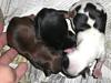 Golden Parti has pups-cimg1460.jpg