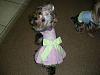 Nakisha beautiful dress, Deiter Handsome Harness-dscn0729.jpg